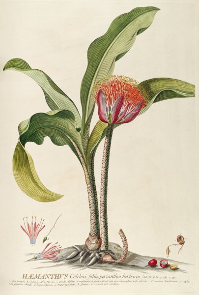 Main Product Photo of Haemanthus  Painting by Georg Dionysius Ehret