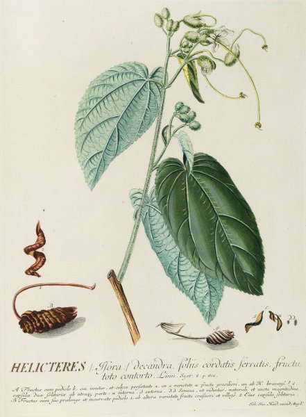 Helicteres  by Georg Dionysius Ehret - Hand-Painted Oil Painting Reproduction