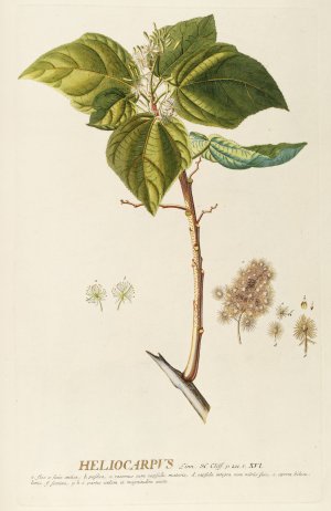 Heliocarpus by Georg Dionysius Ehret Oil Painting