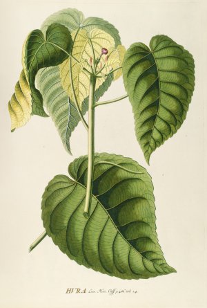 Hura by Georg Dionysius Ehret Oil Painting