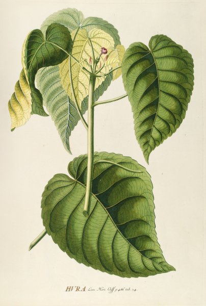 Main Product Photo of Hura  Painting by Georg Dionysius Ehret