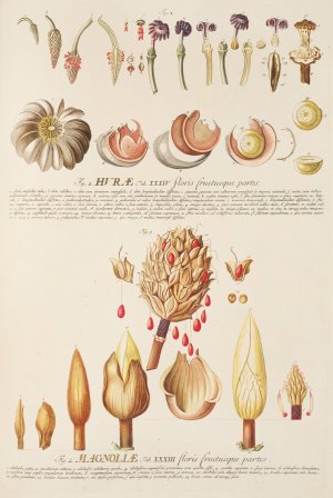 Hurae Magnoliae by Georg Dionysius Ehret Oil Painting