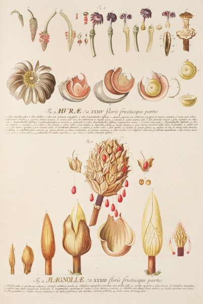Main Product Photo of Hurae Magnoliae  Painting by Georg Dionysius Ehret