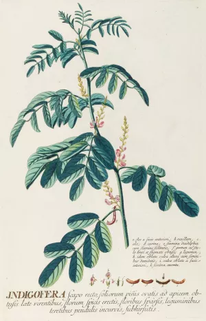 Indigofera II by Georg Dionysius Ehret Oil Painting