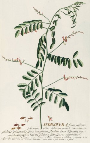 Indigofera III by Georg Dionysius Ehret Oil Painting