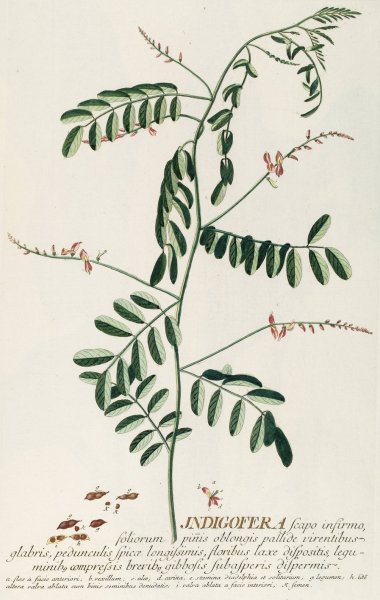 Main Product Photo of Indigofera III  Painting by Georg Dionysius Ehret