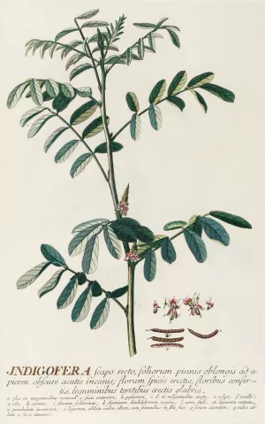Indigofera by Georg Dionysius Ehret Oil Painting
