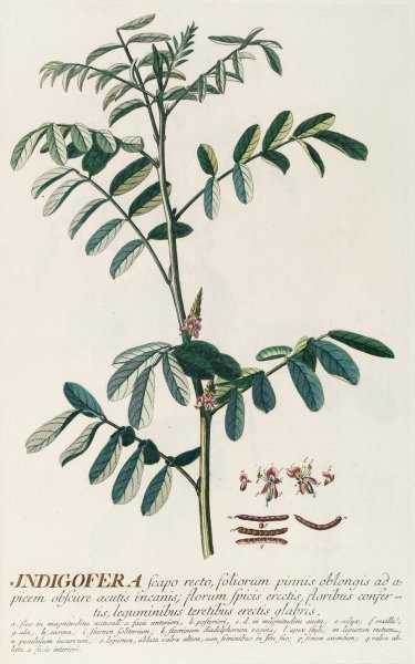 Main Product Photo of Indigofera  Painting by Georg Dionysius Ehret