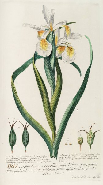 Iris  by Georg Dionysius Ehret - Hand-Painted Oil Painting Reproduction