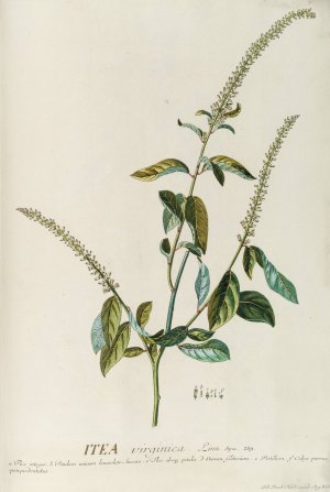 Itea Oil painting by Georg Dionysius Ehret