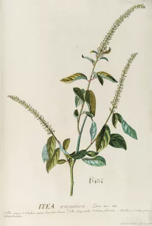 Itea by Georg Dionysius Ehret Oil Painting