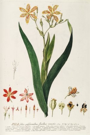 Ixia by Georg Dionysius Ehret Oil Painting