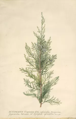 Juniper by Georg Dionysius Ehret Oil Painting