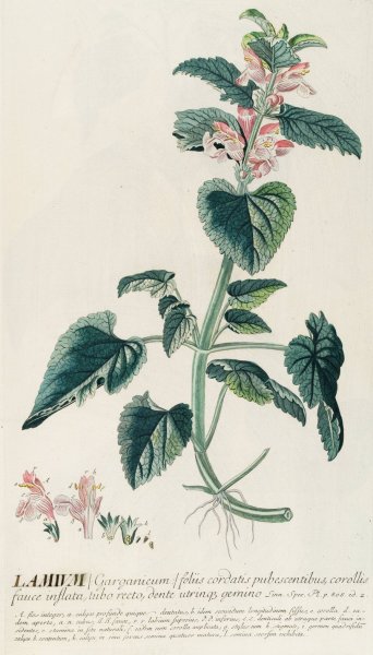 Main Product Photo of Lamium  Painting by Georg Dionysius Ehret