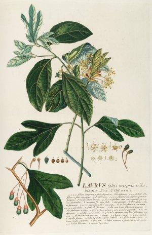 Laurus II by Georg Dionysius Ehret Oil Painting