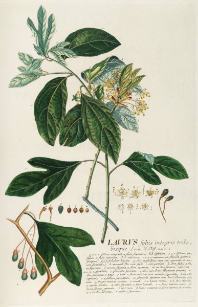 Main Product Photo of Laurus II  Painting by Georg Dionysius Ehret