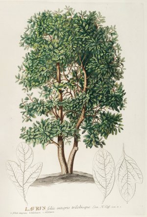 Laurus by Georg Dionysius Ehret Oil Painting
