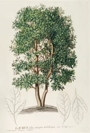 Laurus by Georg Dionysius Ehret Oil Painting
