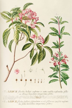 Ledum by Georg Dionysius Ehret Oil Painting