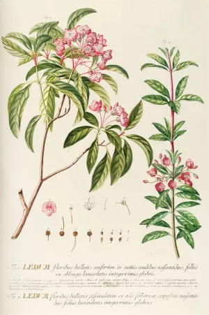 Ledum by Georg Dionysius Ehret Oil Painting