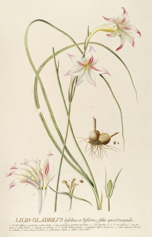 Lilio-Gladiolus by Georg Dionysius Ehret Oil Painting