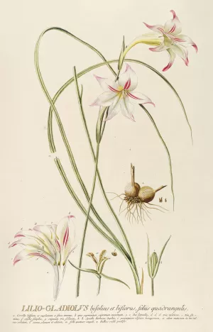Lilio-Gladiolus by Georg Dionysius Ehret Oil Painting