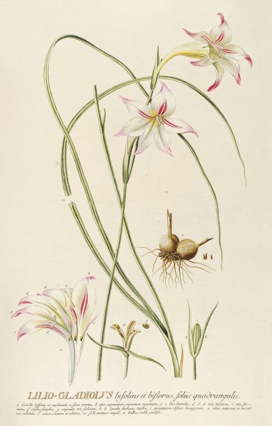 Main Product Photo of Lilio-Gladiolus  Painting by Georg Dionysius Ehret