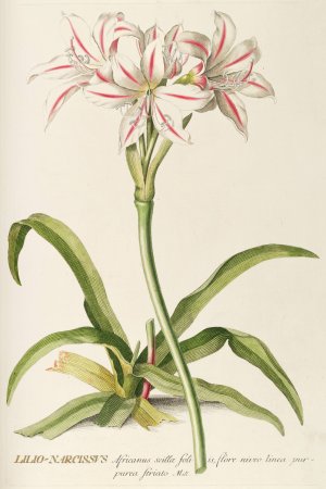 Lilio-Narcissus by Georg Dionysius Ehret Oil Painting