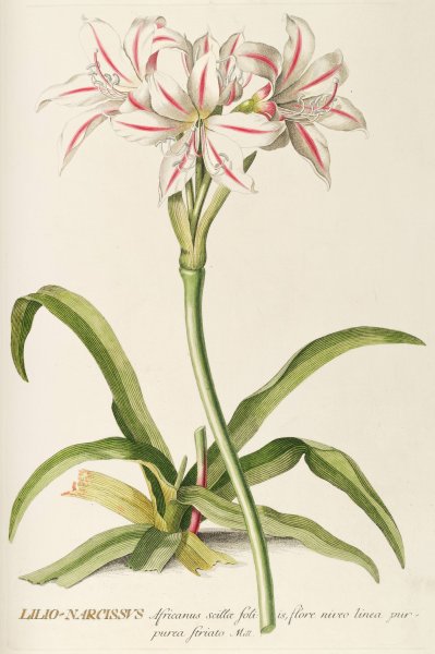 Main Product Photo of Lilio-Narcissus  Painting by Georg Dionysius Ehret