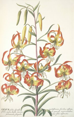 Lilium by Georg Dionysius Ehret Oil Painting