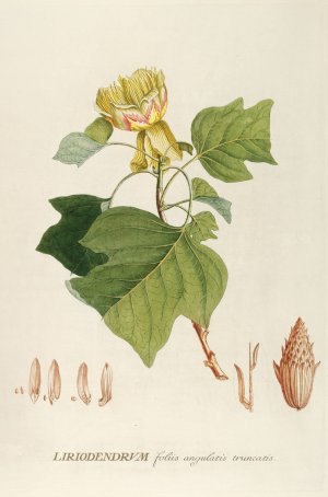 Liriodendrum by Georg Dionysius Ehret Oil Painting