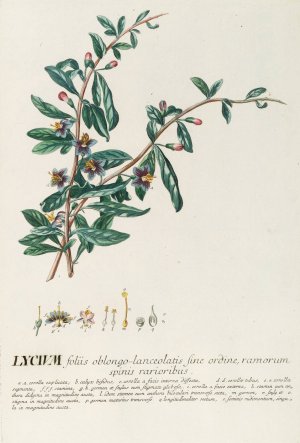 Lycium by Georg Dionysius Ehret Oil Painting