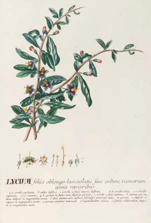 Lycium Oil painting by Georg Dionysius Ehret