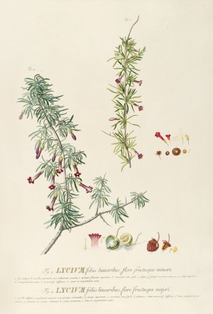 Lycium by Georg Dionysius Ehret Oil Painting