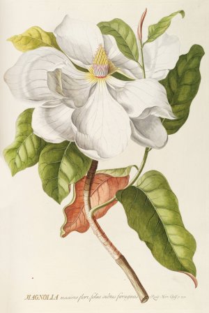 Magnolia II by Georg Dionysius Ehret Oil Painting