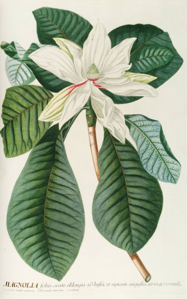 Main Product Photo of Magnolia III  Painting by Georg Dionysius Ehret