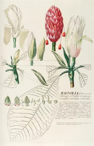 Magnolia IV Oil painting by Georg Dionysius Ehret