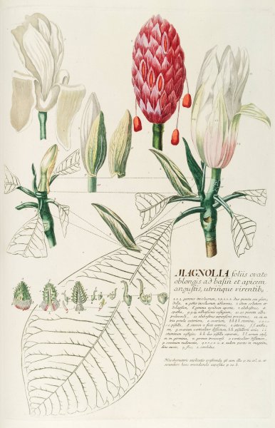 Main Product Photo of Magnolia IV  Painting by Georg Dionysius Ehret