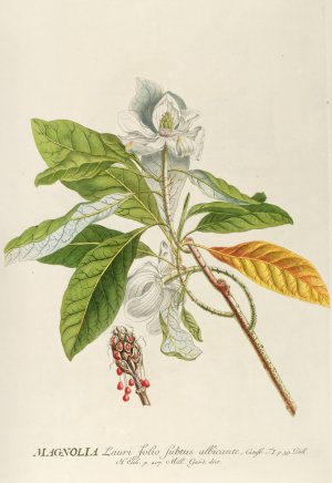 Magnolia by Georg Dionysius Ehret Oil Painting