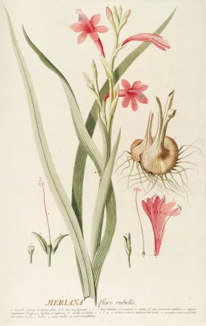 Meriana Oil painting by Georg Dionysius Ehret