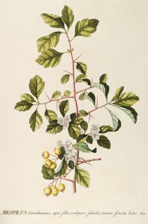 Mespilus by Georg Dionysius Ehret Oil Painting