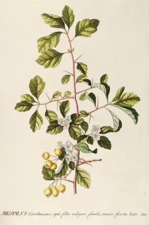 Mespilus by Georg Dionysius Ehret Oil Painting