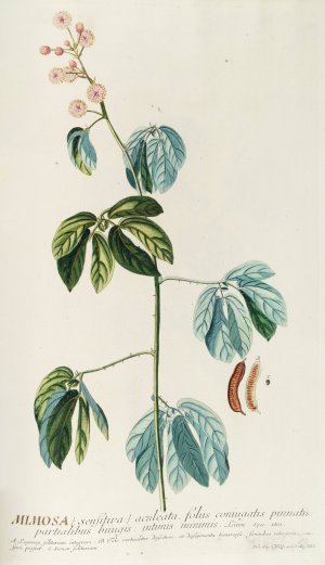 Mimosa by Georg Dionysius Ehret Oil Painting