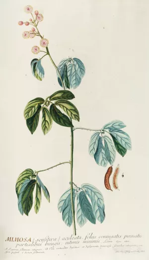 Mimosa by Georg Dionysius Ehret Oil Painting