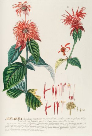 Monarda by Georg Dionysius Ehret Oil Painting