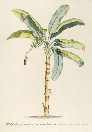 Musa II by Georg Dionysius Ehret Oil Painting