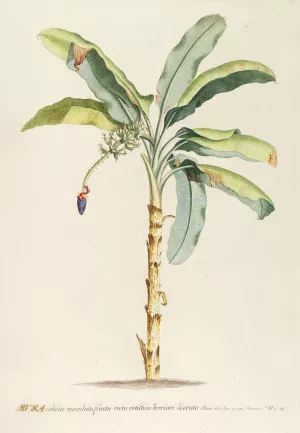 Musa II by Georg Dionysius Ehret Oil Painting