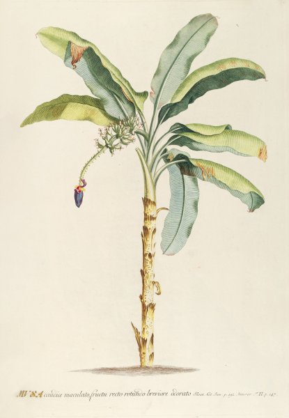 Main Product Photo of Musa II  Painting by Georg Dionysius Ehret