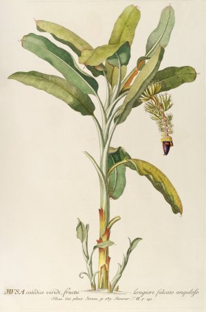 Musa by Georg Dionysius Ehret Oil Painting