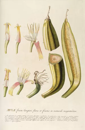 Musae II Oil painting by Georg Dionysius Ehret